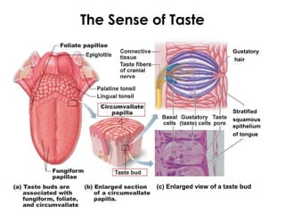 The Sense of Taste
Gustatory
hair
Stratified
squamous
epithelium
of tongue
(c) Enlarged view of a taste bud
 