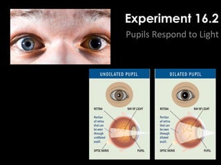 Experiment 16.2
Pupils Respond to Light
 