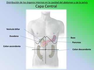 Distribución de los órganos internos en la cavidad del abdomen y de la pelvis
                             Capa Central




  Vesícula biliar


     Duodeno
                                                              Bazo
                                                                Pancreas
Colon ascendente
                                                                Colon descendente
 