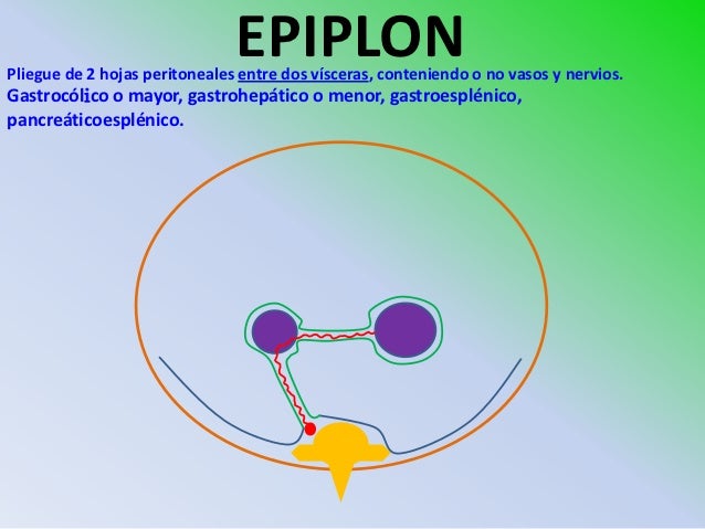 vestibulo de la transcavidad de los epiplones 25 peritoneo e irrigacion vestibulo de la transcavidad de los epiplones 25 peritoneo e irrigacion