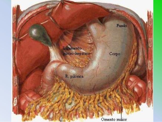 vestibulo de la transcavidad de los epiplones 25 peritoneo e irrigacion vestibulo de la transcavidad de los epiplones 25 peritoneo e irrigacion