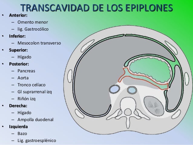 vestibulo de la transcavidad de los epiplones 25 peritoneo e irrigacion vestibulo de la transcavidad de los epiplones 25 peritoneo e irrigacion