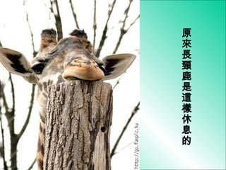 原來長頸鹿是這樣休息的 