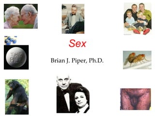 Sex
Brian J. Piper, Ph.D.
 