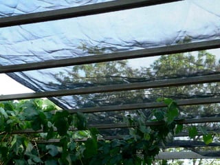 25) shadecloth over deck
