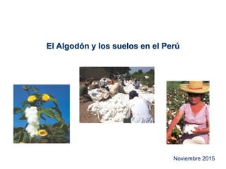 El Algodón y los suelos en el Perú
Noviembre 2015
 