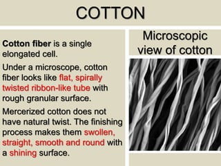 COTTON
Cotton fiber is a single
elongated cell.
Under a microscope, cotton
fiber looks like flat, spirally
twisted ribbon-like tube with
rough granular surface.
Mercerized cotton does not
have natural twist. The finishing
process makes them swollen,
straight, smooth and round with
a shining surface.
Microscopic
view of cotton
 
