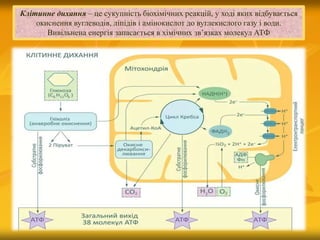 Клітинне дихання – це сукупність біохімічних реакцій, у ході яких відбувається
окиснення вуглеводів, ліпідів і амінокислот до вуглекислого газу і води.
Вивільнена енергія запасається в хімічних зв’язках молекул АТФ
 