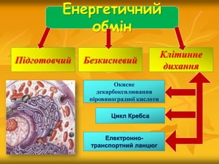 Енергетичний
обмін
Підготовчий
Клітинне
дихання
Безкисневий
Електронно-
транспортний ланцюг
Цикл Кребса
Окисне
декарбоксилювання
піровиноградної кислоти
 