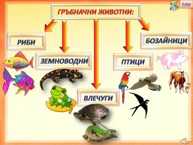 26. Групиране на животните - ЧП, 4 клас, Булвест
