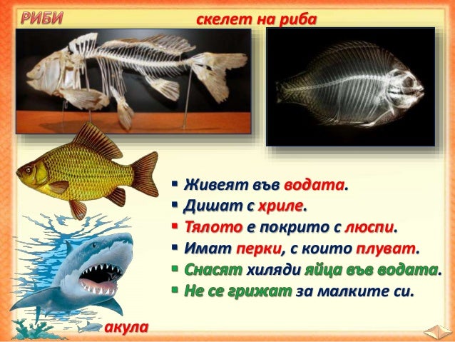 26. Групиране на животните - ЧП, 4 клас, Булвест