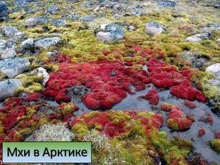 Мхи в Арктике
 