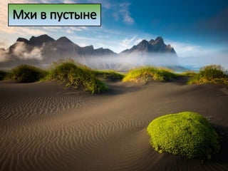 Мхи в пустыне
 