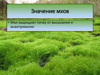 Значение мхов
• Мхи защищают почву от высыхания и
выветривания
 