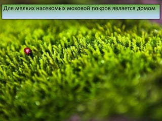 Для мелких насекомых моховой покров является домом
 