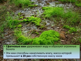 • Сфагновые мхи удерживают воду и образуют огромные
болота
• Эти мхи способны накапливать влагу, масса которой
превышает в 20 раз собственную массу мхов
 