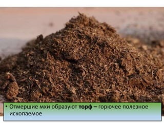 • Отмершие мхи образуют торф – горючее полезное
ископаемое
 