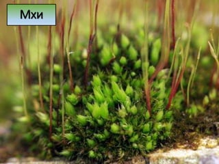 Мхи
 