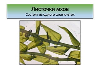 Листочки мхов
Состоят из одного слоя клеток
 