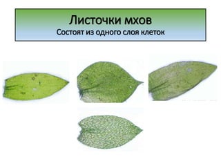 Листочки мхов
Состоят из одного слоя клеток
 
