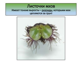 Листочки мхов
Имеют тонкие выросты – ризоиды, которыми мхи
цепляются за грунт
 