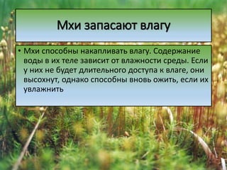 • Мхи способны накапливать влагу. Содержание
воды в их теле зависит от влажности среды. Если
у них не будет длительного доступа к влаге, они
высохнут, однако способны вновь ожить, если их
увлажнить
Мхи запасают влагу
 