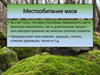 Местообитание мхов
• За счет того, что мхи способны переносить как и
высокую влажность, так и длительную засуху –
они распространены во многих уголках планеты
• Произрастают мхи камнях, крышах, стенах,
стволах деревьев, песке и т.д
 