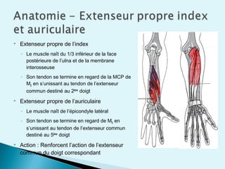 Extenseurs Main 26. infections et plaies de la main | PPT