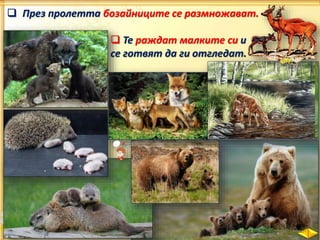  През пролетта бозайниците се размножават.
 Те раждат малките си и
се готвят да ги отгледат.
 
