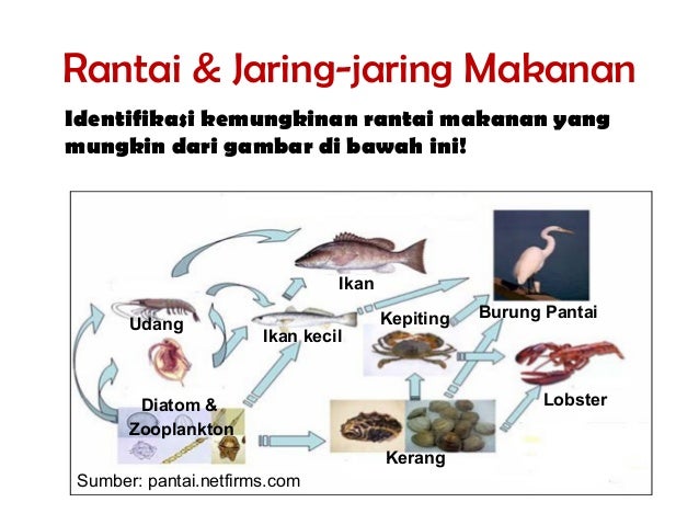 Gambar Rantai Makanan Kelas 7 Jaring Jaring Makanan Yang Terjadi Di