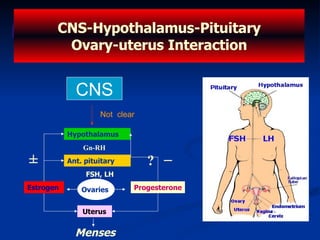 CNS-Hypothalamus-Pituitary Ovary-uterus Interaction Hypothalamus Gn-RH Ant. pituitary FSH, LH Ovaries  Uterus Progesterone Estrogen Menses – ± ? CNS Not  clear 