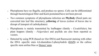  Phytoplasma have no flagella, and produce no spores. Cells can be differentiated
through bacteriological filter and Koch postulated have not been proved.
 Two common symptoms of phytoplasma infection are Phyllody (floral parts are
converted into leaf like structure), yellowing of leaves (colour of leaves due to
disrupt of transport of carbohydrates)
 Phytoplasma is mainly transmitted by leafhopper (family - Cicadellidae), but
plant hoppers (family - Fulgoridae) and psyllids are also been reported as
vectors.
 Detected by using PCR (based on 16sr DNA) and fluorescent staining with either
the DNA -specific stain 4,6-diamidino-2-phenylindole (DAPI) or the callose
specific stain aniline blue or Dienes’ stain.
 
