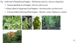 Eg – Little leaf of brinjal (Leaf hopper - Hishimonus phycitis, Amrasca biguttula)
• Sesame phyllody (Leaf hopper -Orosius albicinctus)
• Grassy shoot of sugarcane (Leaf hoppers - Saccharosydne saccharivora)
• Coconut lethal yellowing (Plant hopper - Myndus crudus/ Haplaxius crudus)
 