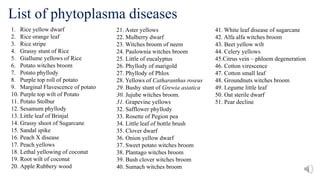 List of phytoplasma diseases
1. Rice yellow dwarf
2. Rice orange leaf
3. Rice stripe
4. Grassy stunt of Rice
5. Giallume yellows of Rice
6. Potato witches broom
7. Potato phyllody
8. Purple top roll of potato
9. Marginal Flavescence of potato
10. Purple top wilt of Potato
11. Potato Stolbur
12. Sesamum phyllody
13. Little leaf of Brinjal
14. Grassy shoot of Sugarcane
15. Sandal spike
16. Peach X disease
17. Peach yellows
18. Lethal yellowing of coconut
19. Root wilt of coconut
20. Apple Rubbery wood
21. Aster yellows
22. Mulberry dwarf
23. Witches broom of neem
24. Paulownia witches broom
25. Little of eucalyptus
26. Phyllody of marigold
27. Phyllody of Phlox
28. Yellows of Catharanthus roseus
29. Bushy stunt of Grewia asiatica
30. Jujube witches broom.
31. Grapevine yellows
32. Safflower phyllody
33. Rosette of Pegion pea
34. Little leaf of bottle brush
35. Clover dwarf
36. Onion yellow dwarf
37. Sweet potato witches broom
38. Plantago witches broom
39. Bush clover witches broom
40. Sumach witches broom
41. White leaf disease of sugarcane
42. Alfa alfa witches broom
43. Beet yellow wilt
44. Celery yellows
45.Citrus vein – phloem degeneration
46. Cotton virescence
47. Cotton small leaf
48. Groundnuts witches broom
49. Legume little leaf
50. Oat sterile dwarf
51. Pear decline
 
