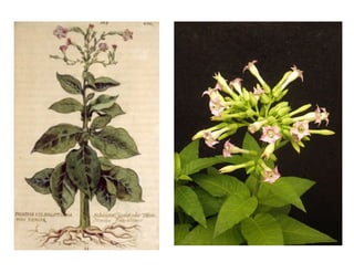 tobacco plant morphology 26. Tobacco.pdf