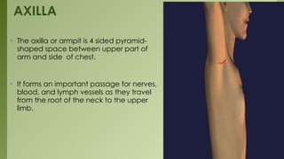 Detailed Anatomical Overview of Upper Limb Structures: Axilla, Cubital ...