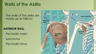 Detailed Anatomical Overview of Upper Limb Structures: Axilla, Cubital ...