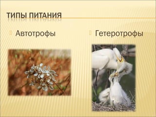  Автотрофы  Гетеротрофы 
 
