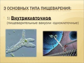  1) ВВннууттррииккллееттооччннооее 
(пищеварительные вакуоли -одноклеточные) 
 