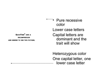Pure recessive color Lower case letters Capital letters are dominant and the trait will show Heterozygous color One capital letter, one lower case letter 
