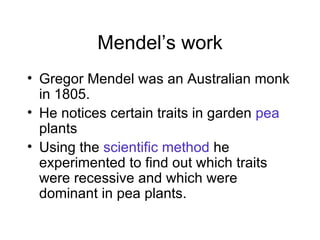Mendel’s work Gregor Mendel was an Australian monk in 1805. He notices certain traits in garden  pea  plants Using the  scientific method  he experimented to find out which traits were recessive and which were dominant in pea plants. 