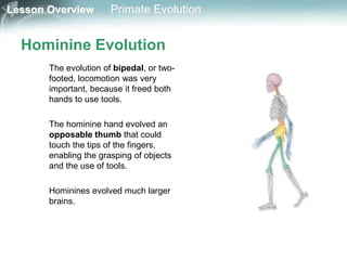 Lesson Overview Primate Evolution
Hominine Evolution
The evolution of bipedal, or two-
footed, locomotion was very
important, because it freed both
hands to use tools.
The hominine hand evolved an
opposable thumb that could
touch the tips of the fingers,
enabling the grasping of objects
and the use of tools.
Hominines evolved much larger
brains.
 