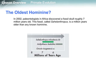 Lesson Overview Primate Evolution
The Oldest Hominine?
In 2002, paleontologists in Africa discovered a fossil skull roughly 7
million years old. This fossil, called Sahelanthropus, is a million years
older than any known hominine.
 