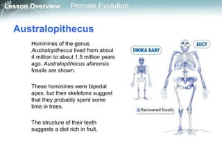 Lesson Overview Primate Evolution
Australopithecus
Hominines of the genus
Australopithecus lived from about
4 million to about 1.5 million years
ago. Australopithecus afarensis
fossils are shown.
These hominines were bipedal
apes, but their skeletons suggest
that they probably spent some
time in trees.
The structure of their teeth
suggests a diet rich in fruit.
 