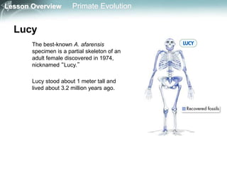 Lesson Overview Primate Evolution
Lucy
The best-known A. afarensis
specimen is a partial skeleton of an
adult female discovered in 1974,
nicknamed “Lucy.”
Lucy stood about 1 meter tall and
lived about 3.2 million years ago.
 