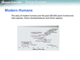 Lesson Overview Primate Evolution
Modern Humans
The story of modern humans over the past 200,000 years involves two
main species: Homo neanderthalensis and Homo sapiens.
 