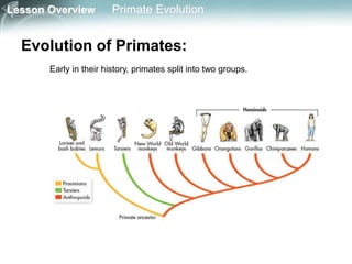Lesson Overview Primate Evolution
Evolution of Primates:
Early in their history, primates split into two groups.
 