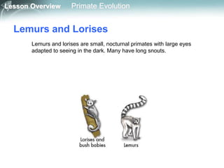 Lesson Overview Primate Evolution
Lemurs and Lorises
Lemurs and lorises are small, nocturnal primates with large eyes
adapted to seeing in the dark. Many have long snouts.
 