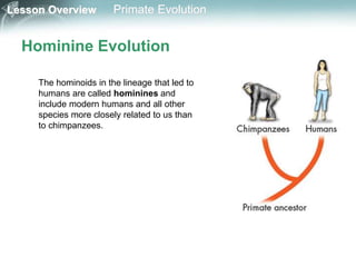 Lesson Overview Primate Evolution
Hominine Evolution
The hominoids in the lineage that led to
humans are called hominines and
include modern humans and all other
species more closely related to us than
to chimpanzees.
 