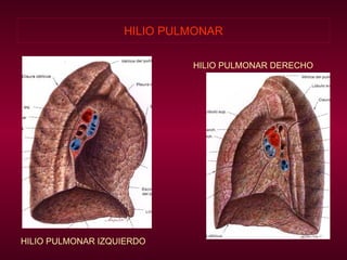 HILIO PULMONAR HILIO PULMONAR DERECHO HILIO PULMONAR IZQUIERDO 